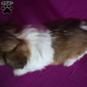 Holly, Shih Tzu Puppy