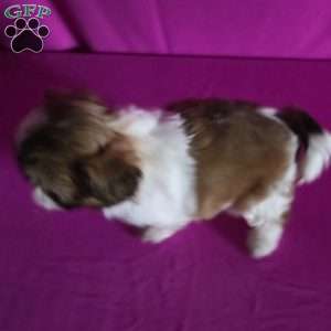 Holly, Shih Tzu Puppy