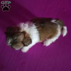 Holly, Shih Tzu Puppy