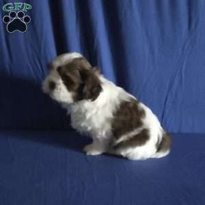 Harper, Shih Tzu Puppy