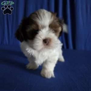 Harper, Shih Tzu Puppy