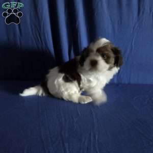 Harper, Shih Tzu Puppy