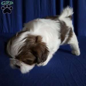 Harper, Shih Tzu Puppy
