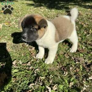 Georgina, Akita Puppy