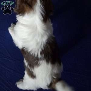 Harper, Shih Tzu Puppy