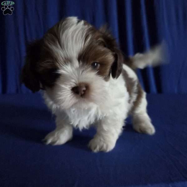 Harper, Shih Tzu Puppy