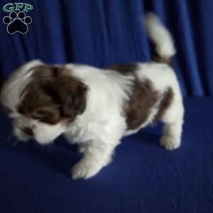 Harper, Shih Tzu Puppy