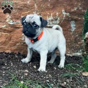 Jolly, Pug Puppy