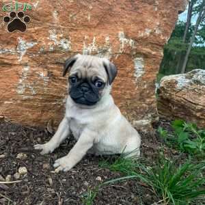 Scooby, Pug Puppy
