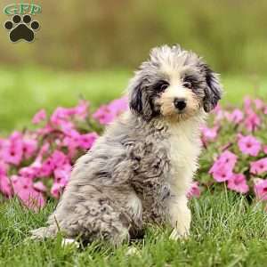 Arlo, Sheepadoodle Puppy