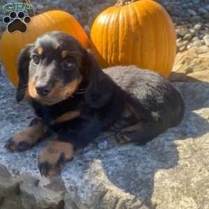 Cosmo, Dachshund Puppy
