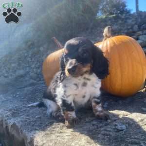 Poof, Dachshund Puppy