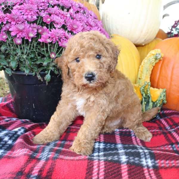 Rusty, Bich-Poo Puppy