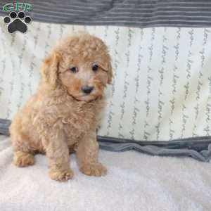 Cody, Miniature Poodle Puppy
