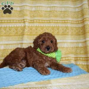 Burt, Mini Goldendoodle Puppy