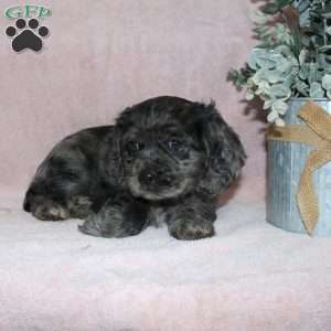 Lavendar, Cocker Spaniel Puppy