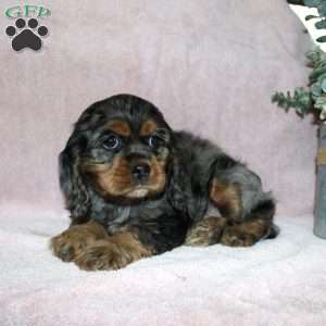 Lolly, Cocker Spaniel Puppy