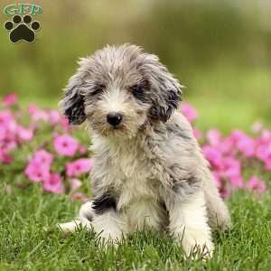 Arnold, Sheepadoodle Puppy