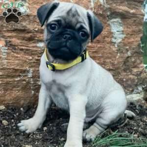 Jojo, Pug Puppy