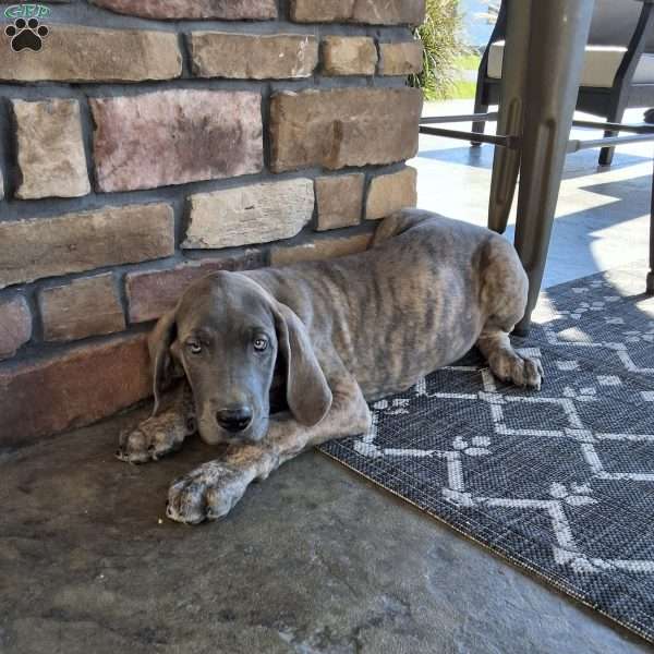 Beck, Great Dane Puppy