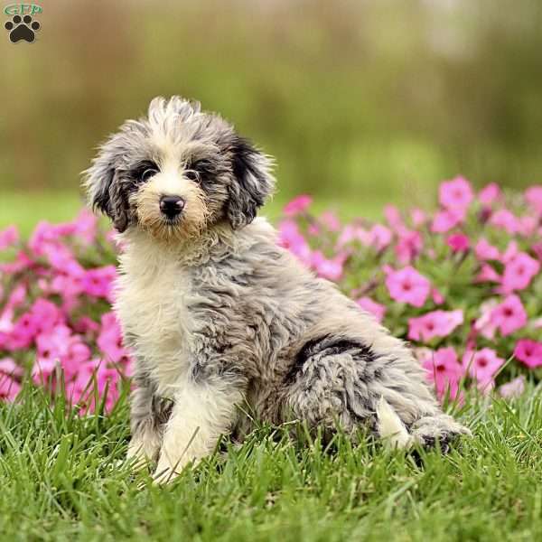 Arlo, Sheepadoodle Puppy