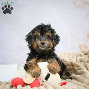 Duke, Yorkie Puppy