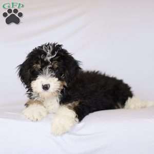 Grace, Mini Bernedoodle Puppy