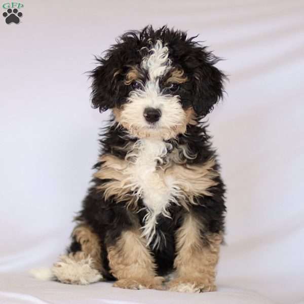 Ginger, Mini Bernedoodle Puppy