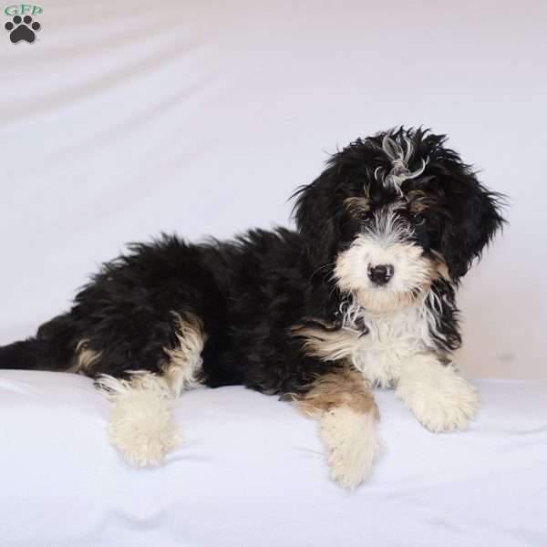 Grace, Mini Bernedoodle Puppy