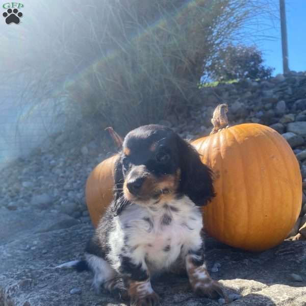 Poof, Dachshund Puppy