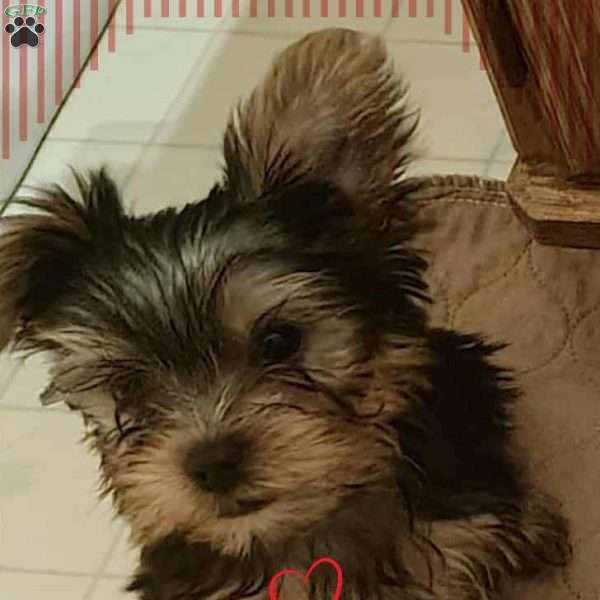 Cody, Yorkie Puppy