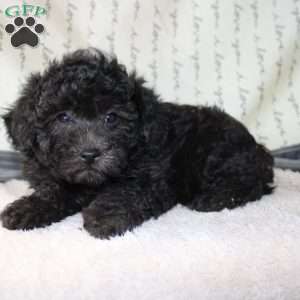 Carly, Miniature Poodle Puppy
