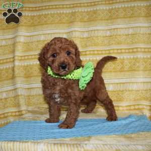 Burt, Mini Goldendoodle Puppy