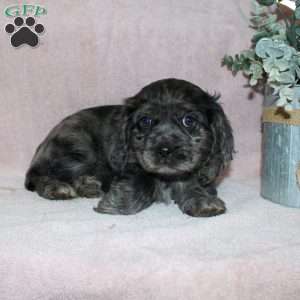 Lavendar, Cocker Spaniel Puppy