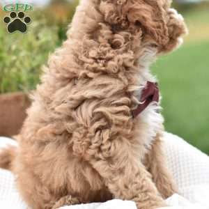 Diego, Mini Goldendoodle Puppy