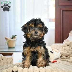 Duke, Yorkie Puppy