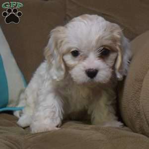 Katie, Cavachon Puppy
