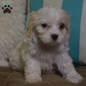 Katie, Cavachon Puppy