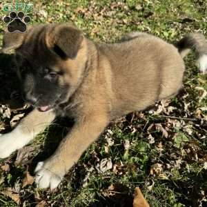 Rae, Akita Puppy
