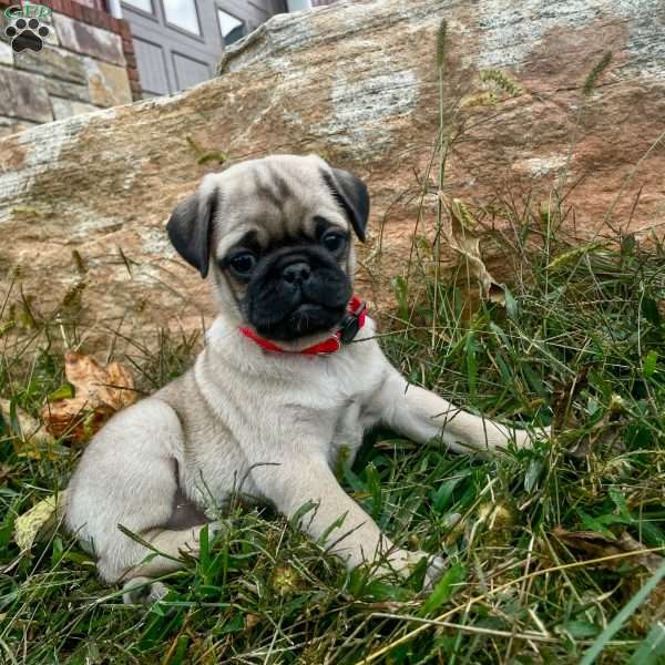 Clifford, Pug Puppy