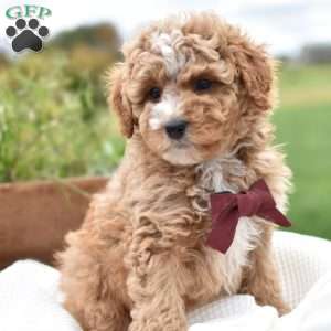 Diego, Mini Goldendoodle Puppy