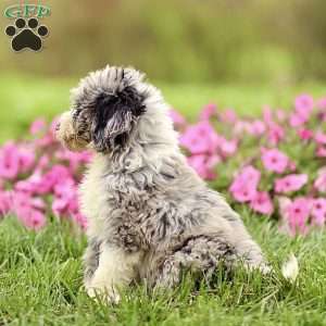 Arlo, Sheepadoodle Puppy