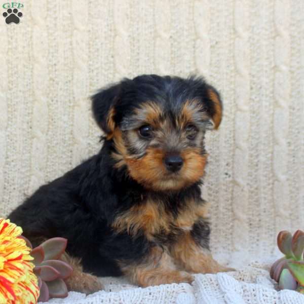 Abby, Yorkie Puppy