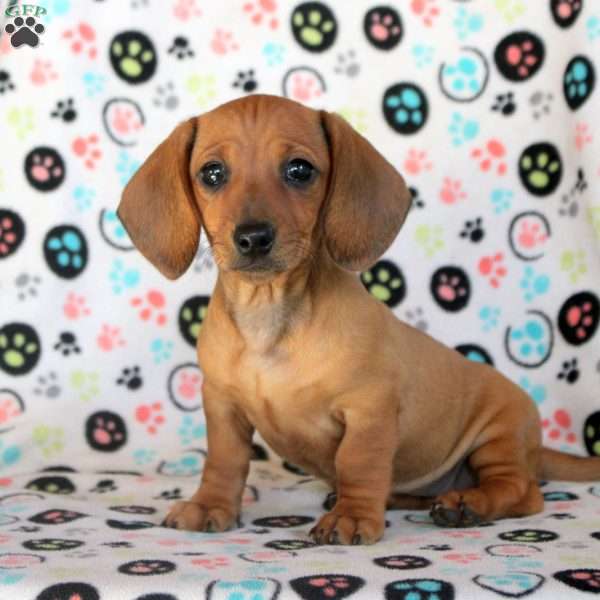 Abby, Dachshund Puppy