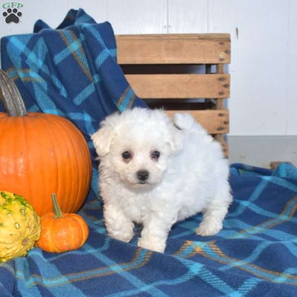 Abby, Bichon Frise Puppy