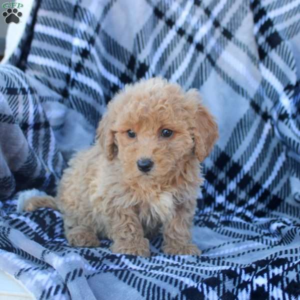 Abby, Bich-Poo Puppy