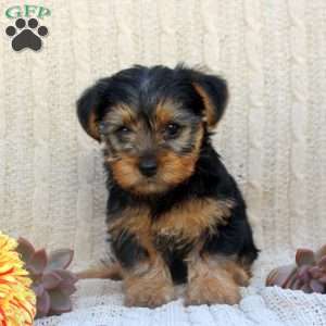 Abby, Yorkie Puppy