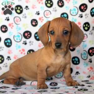 Abby, Dachshund Puppy
