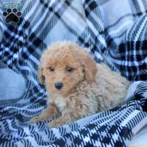 Abby, Bich-Poo Puppy