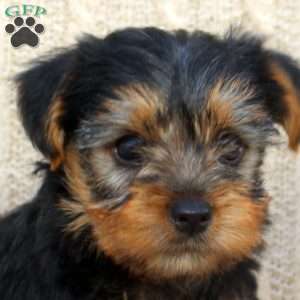 Abby, Yorkie Puppy